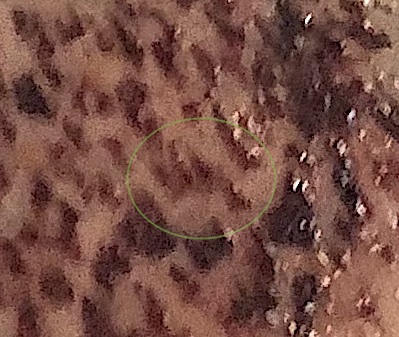 Close up of scabs.jpg