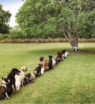 dog.jpg