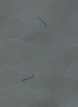 Hair roots bulbs or strands.jpg