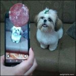 clever_way_to_get_the_dog_to_look.jpg